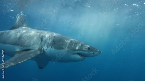 Amazing Great White Shark Attacks Chum Line During Shark Cage Dive in Port Lincoln South Australia