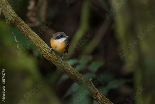 Black-faced Antbird - Myrmoborus myotherinus, small shy perching bird from eastern Andean slopes, Wild Sumaco, Ecuador. photo