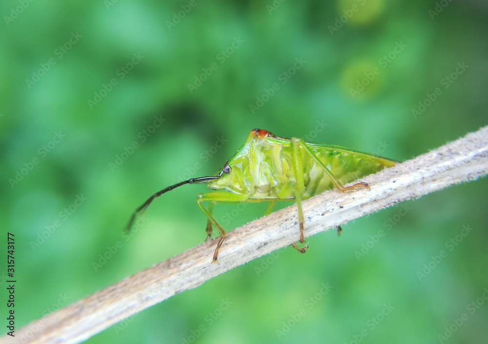 Hawthorn shieldbug, Acanthosoma haemorrhoidale Hawthorn shieldbug, Acanthosoma haemorrhoidale