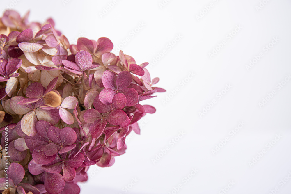 Macro flowers background. Dry hydrangeas. Dried flowers. Floral background for gift card.