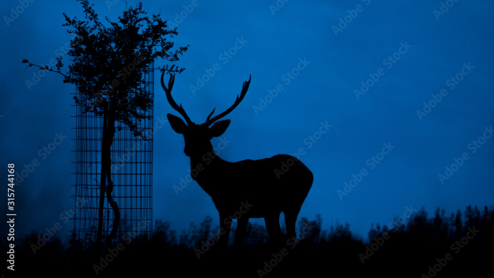 Fototapeta premium Ciervo a contraluz