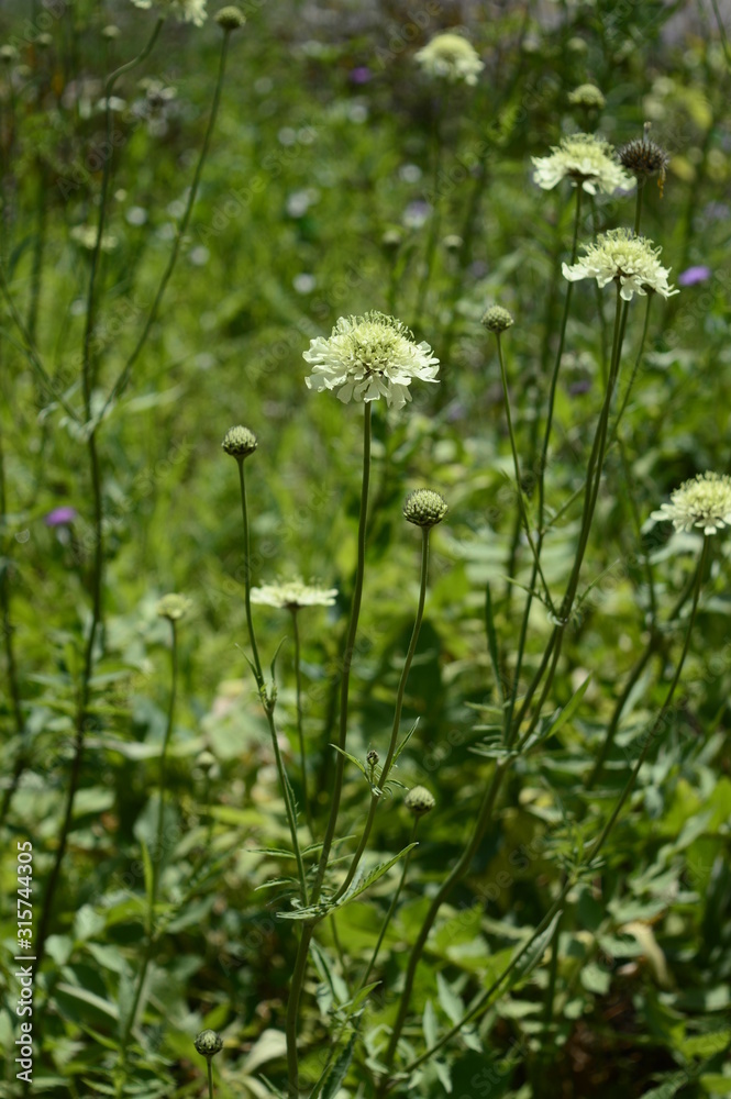 Closeup Cephalaria flava known as Bristly Yellow Cephalaria with blurred background in summer garden