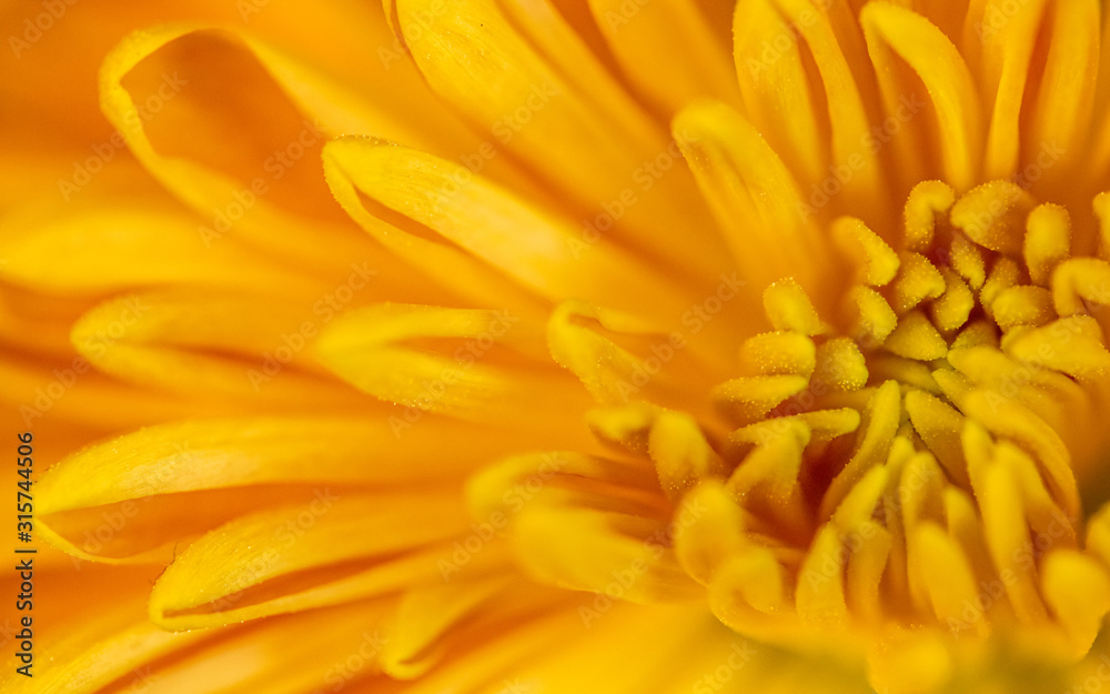 Abstract close-up of a yellow chrysanthemum flower. Macro Golden Daisy background. Abstract close-up of a yellow chrysanthemum flower. Macro Golden Daisy background.
