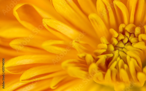 Abstract close-up of a yellow chrysanthemum flower. Macro Golden Daisy background.