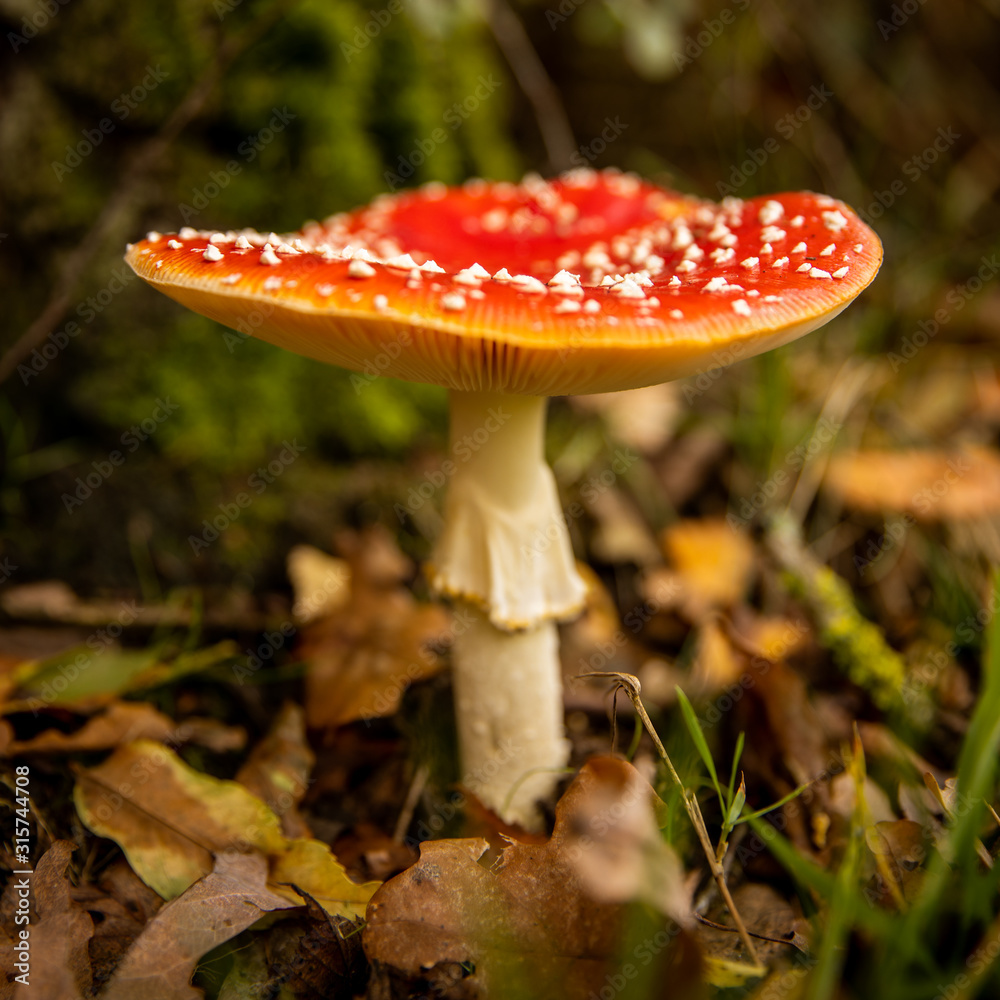 Close-up of a Amanita poisonous mushroom in nature. Fly amanita (Amanita muscaria) mushroom Close-up of a Amanita poisonous mushroom in nature. Fly amanita (Amanita muscaria) mushroom