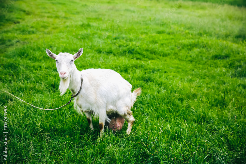 White goat on the grass. Domestic animals in the nature. White goat on the grass. Domestic animals in the nature.