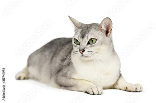 Canvastavla Lying silver burmilla cat, isolated on white