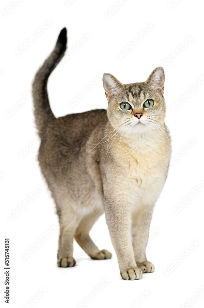 Portrait of standing Burmilla cat - Isolated on white Portrait of standing Burmilla cat - Isolated on white