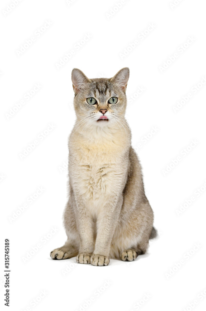Portrait of sitting Burmilla cat - Isolated on white
