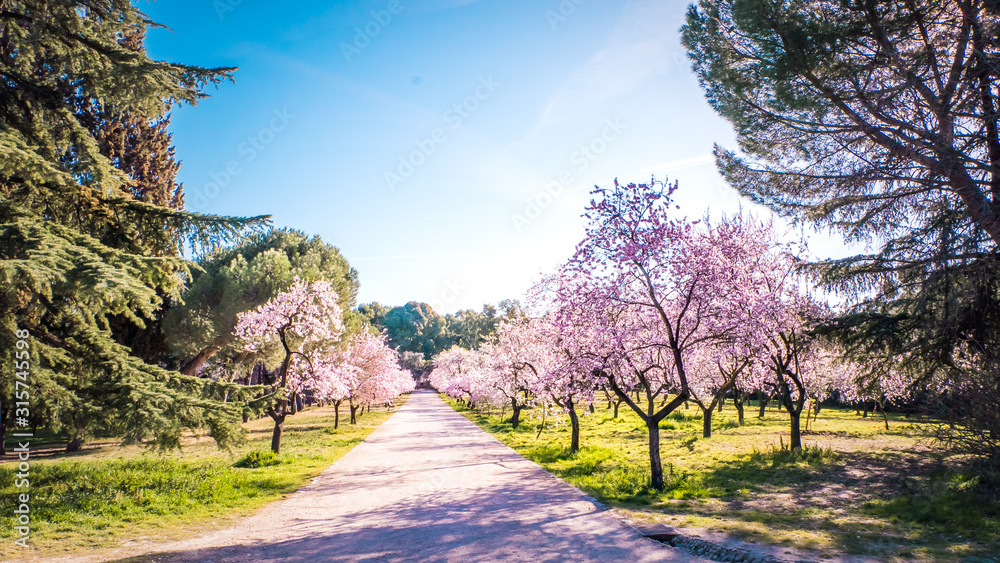 Pink alleys of blooming with flowers almond trees in a park in Madrid, Spain spring Pink alleys of blooming with flowers almond trees in a park in Madrid, Spain spring