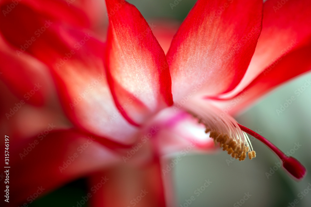 Fototapeta premium flower, blomma, sweden, stockholm, sverigr, nacka, macro, makro, närbild