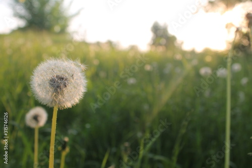 dandelion in grass