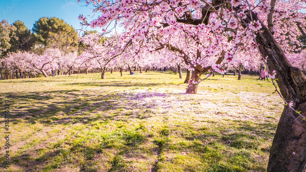 Fototapeta premium Pink alleys of blooming with flowers almond trees in a park in Madrid, Spain spring