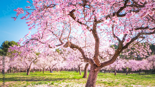 Foto Pink alleys of blooming with flowers almond trees in a park in Madrid, Spain spr