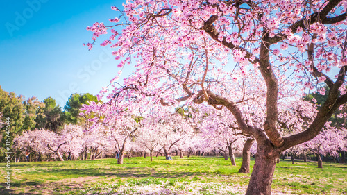Stampa su tela Pink alleys of blooming with flowers almond trees in a park in Madrid, Spain spr