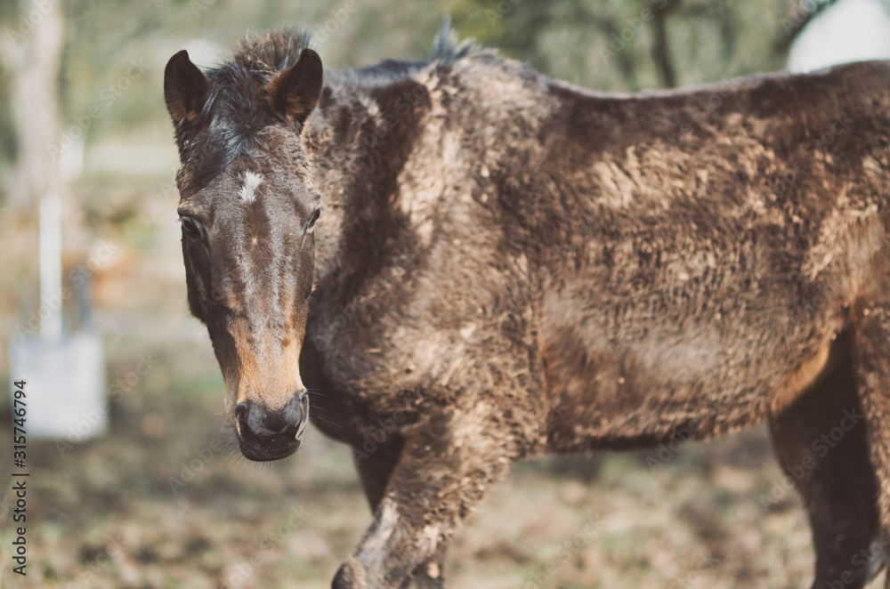 Portrait of the brown horse, thoroughbred Portrait of the brown horse, thoroughbred