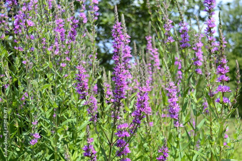 Closeup lythrum salicaria called as purple loosestrife with tall pink ears in summer garden