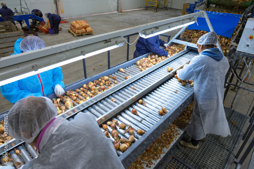 The employees(unrecognizable person) who sort the onions bulbs on the conveyor sorting line. Production facilities for grading, packing and storage of crops of agricultural companies.