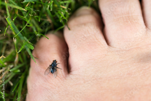 Closeup of flies on toes in the grass in summer © Leoniek