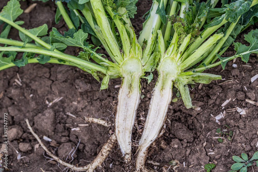 Obraz premium pokrój korzeń rzepaku z bliska