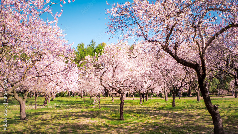 Pink alleys of blooming with flowers almond trees in a park in Madrid, Spain spring Pink alleys of blooming with flowers almond trees in a park in Madrid, Spain spring