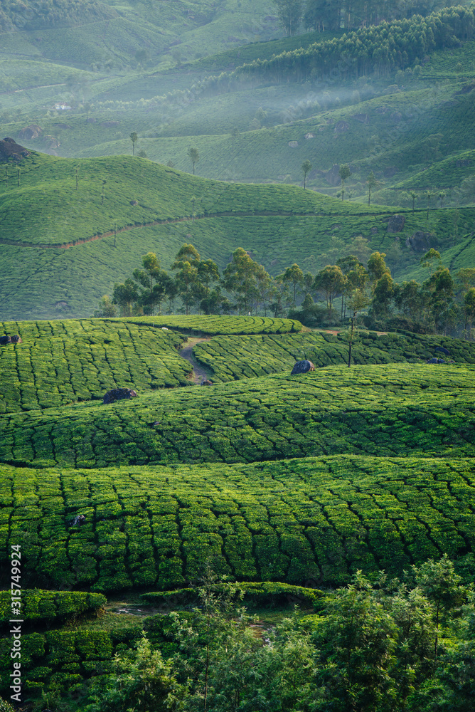 Green hills of tea plantations in Munnar