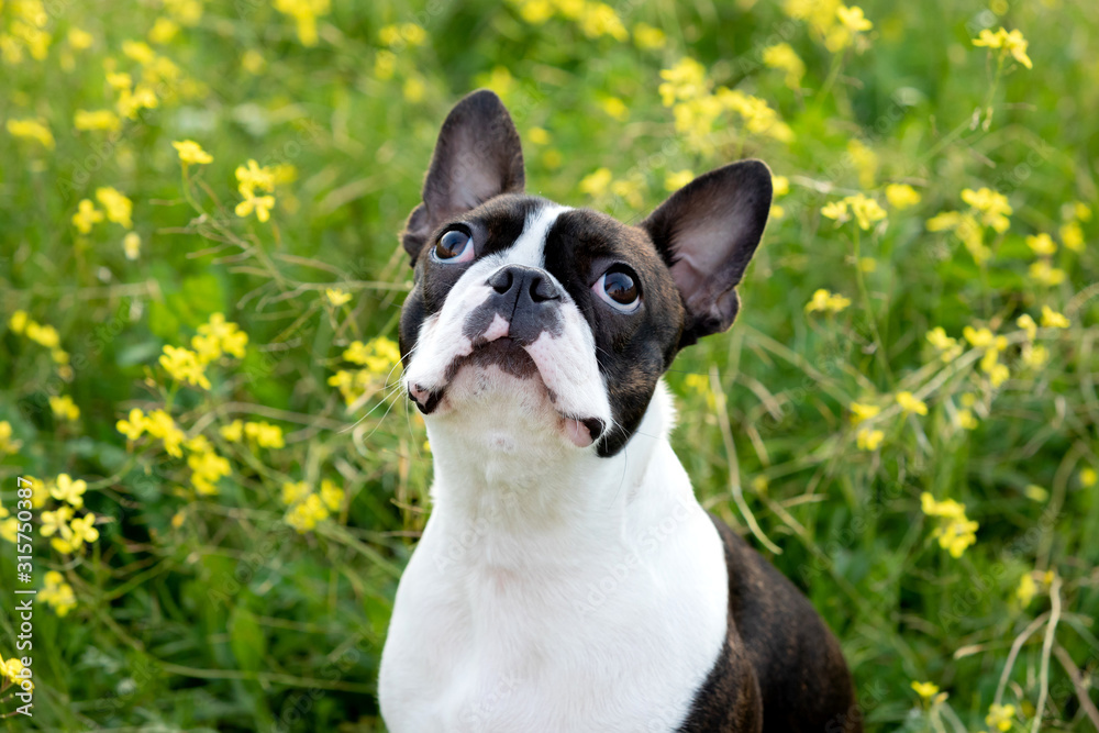Portrait of a cute Boston Terrier
