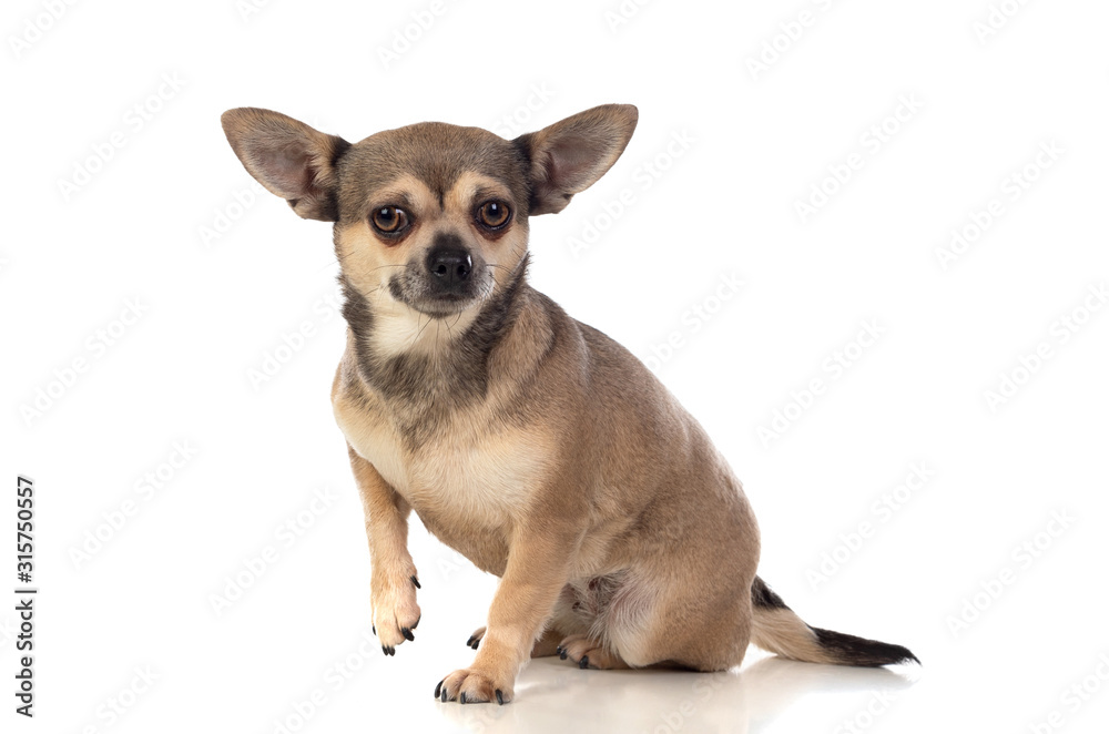 Funny brown Chihuahua with big ears