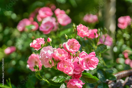 Wallpaper Mural flowers in garden Torontodigital.ca