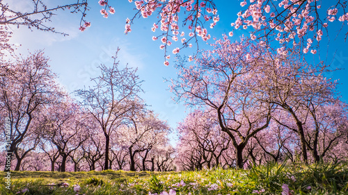 Tela Pink alleys of blooming with flowers almond trees in a park in Madrid, Spain spr