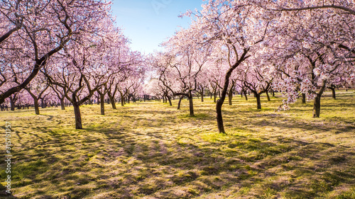 Fotografia Pink alleys of blooming with flowers almond trees in a park in Madrid, Spain spr