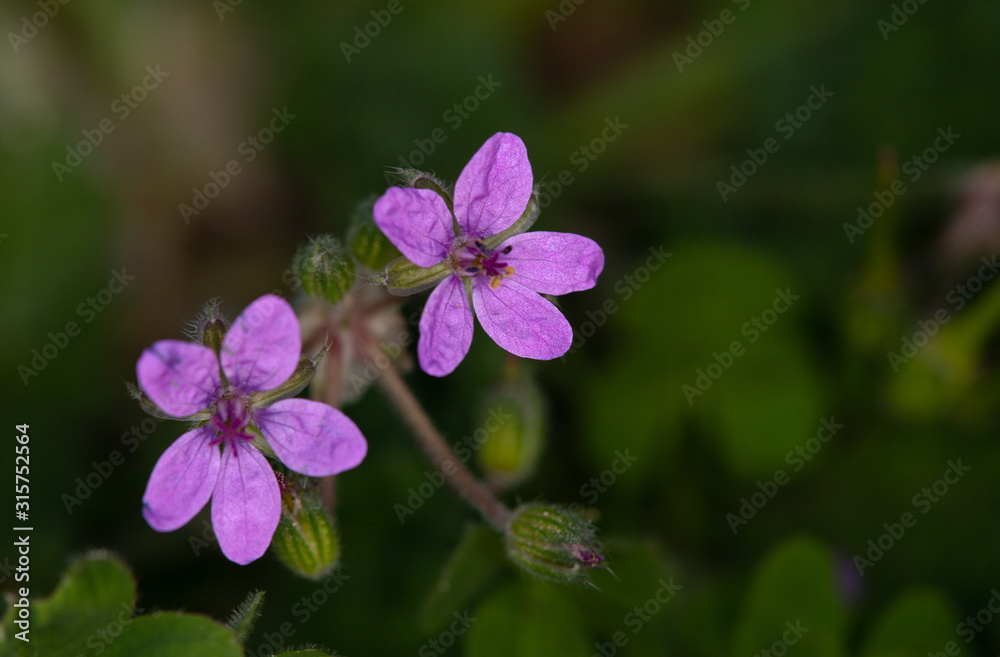 Macrophotographie de fleur sauvage - Bec de grue lacinie (Erodium laciniatum) Macrophotographie de fleur sauvage - Bec de grue lacinie (Erodium laciniatum)