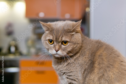 scottish straight cat somehow looks sad