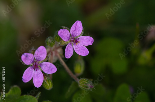 Wallpaper Mural Macrophotographie de fleur sauvage - Bec de grue lacinie (Erodium laciniatum) Torontodigital.ca