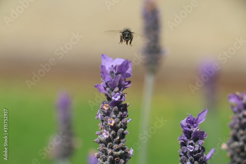 Bee on lavender