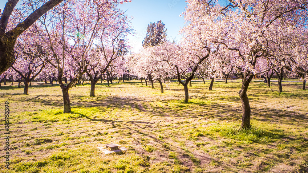 Pink alleys of blooming with flowers almond trees in a park in Madrid, Spain spring Pink alleys of blooming with flowers almond trees in a park in Madrid, Spain spring