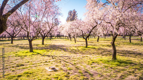 Pink alleys of blooming with flowers almond trees in a park in Madrid  Spain spring