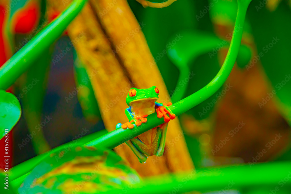 Red-eyed Tree Frog in Rainforest, Agalychnis Callidryas. San Jose, Costa Rica Red-eyed Tree Frog in Rainforest, Agalychnis Callidryas. San Jose, Costa Rica