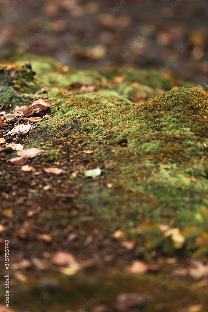 Brown fallen leaves on mossy forest ground.