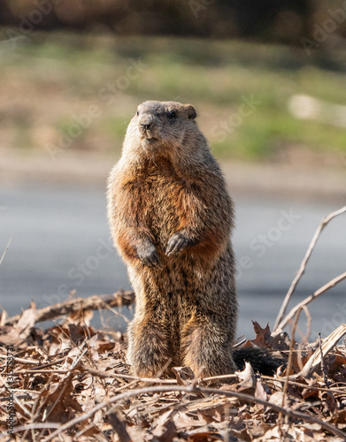 Konstfotografi Close-up of groundhog (Marmota monad) as it looks for danger near its burrow