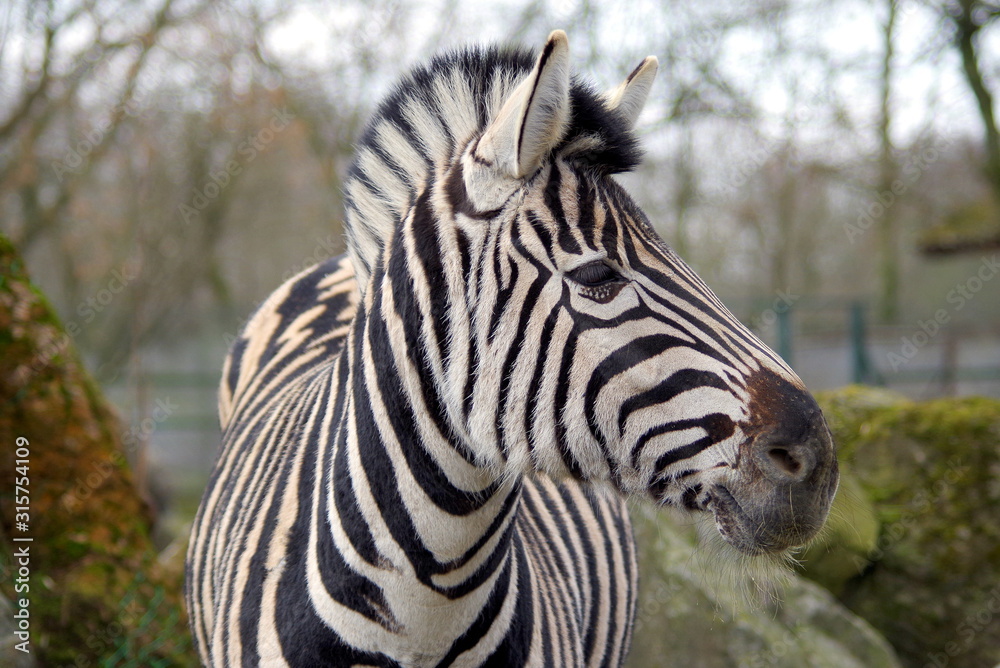 Portrait of a sad Zebra (kept in a zoo) Portrait of a sad Zebra (kept in a zoo)