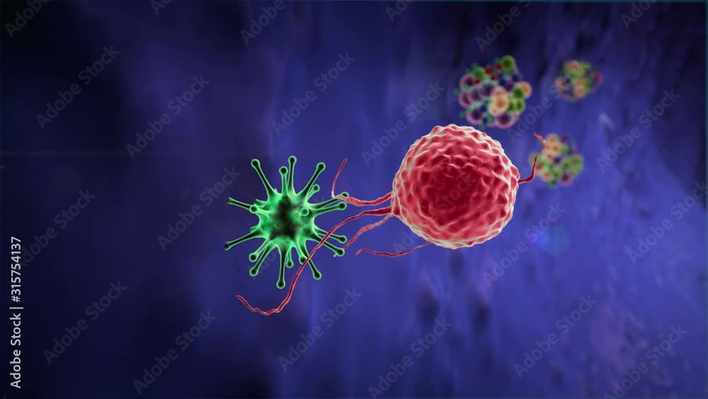 macrophage and virus, macrophage kills the coronavirus, 3d rendered macrophage and virus, Medical video background, viruses in the human body, Human Immune System attack the virus 