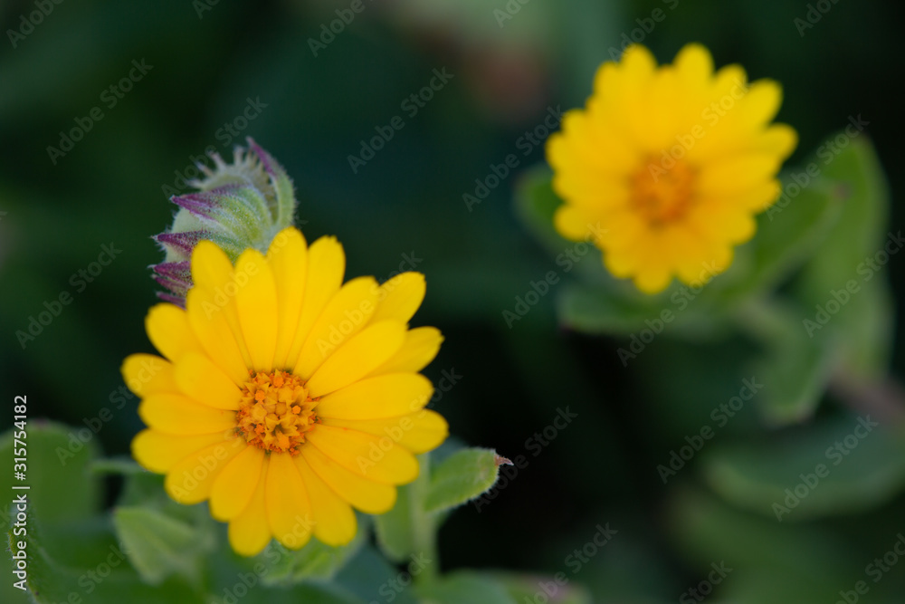 Macrophotographie de fleur sauvage - Souci étoilé - (Calendula stellata) Macrophotographie de fleur sauvage - Souci étoilé - (Calendula stellata)