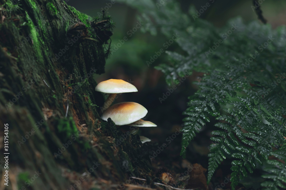 Fototapeta premium Three mushrooms on dead tree stump with ferns in forest.