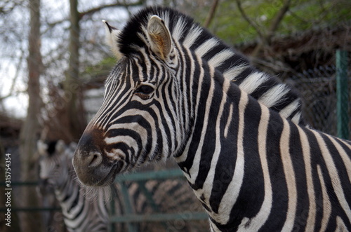 Portrait of a sad Zebra  kept in a zoo 