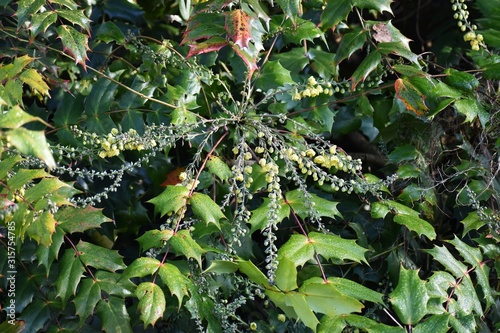 Ornamental flowering plant of Mahonia x media (Mahonia japonica buckland), in the garden. It is an interspecific hybrid shrub in the family Berberidaceae. photo