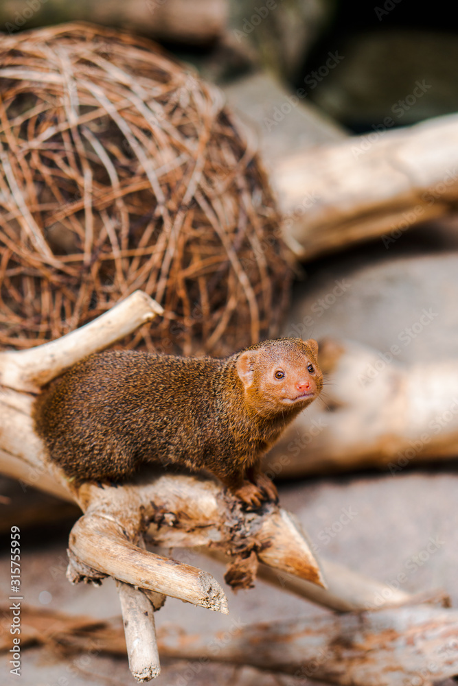 Obraz premium cute mongoose