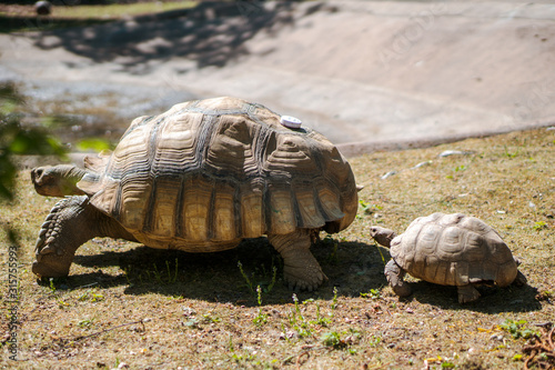 tortoise and baby tortoise