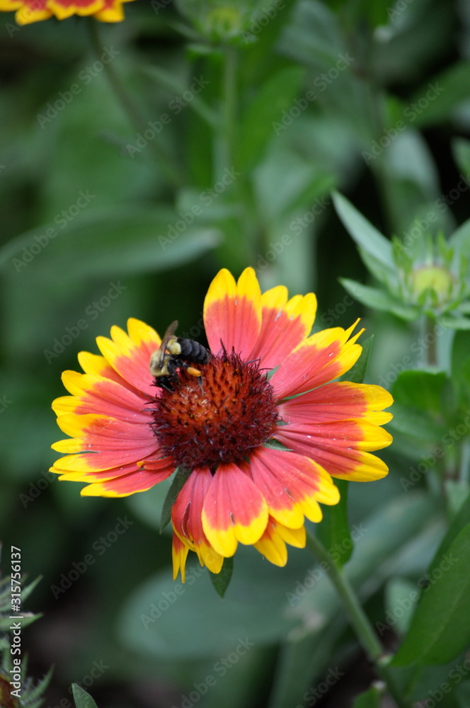 Bumble Bee Hunger Bumble Bee Hunger