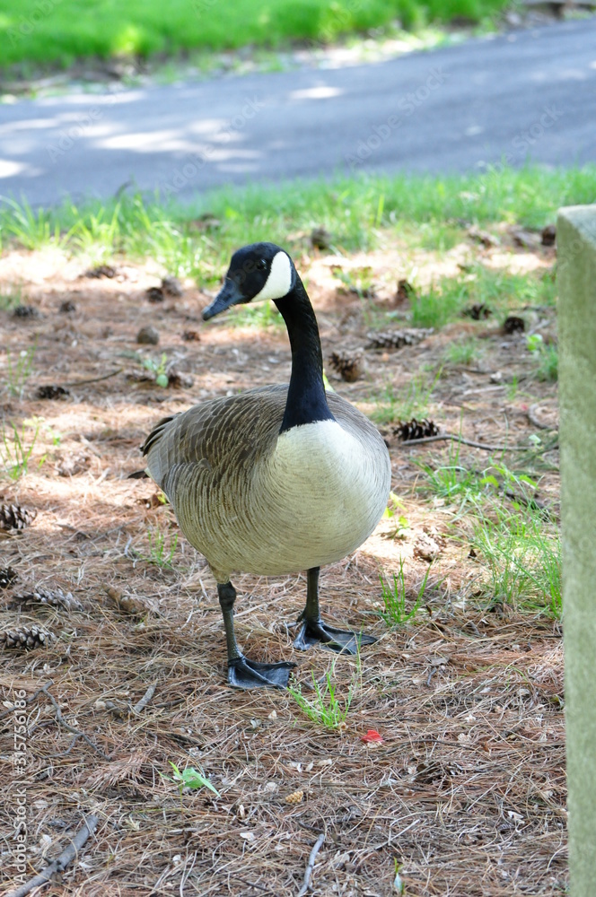 Fototapeta premium Lone Goose